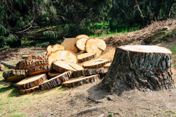 How Our Tree Care Process Works  in  Marengo, IA